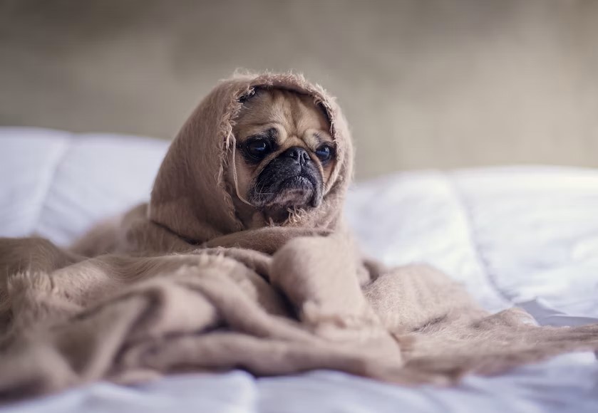 Angst bij honden, bijvoorbeeld bij vuurwerk en onweer