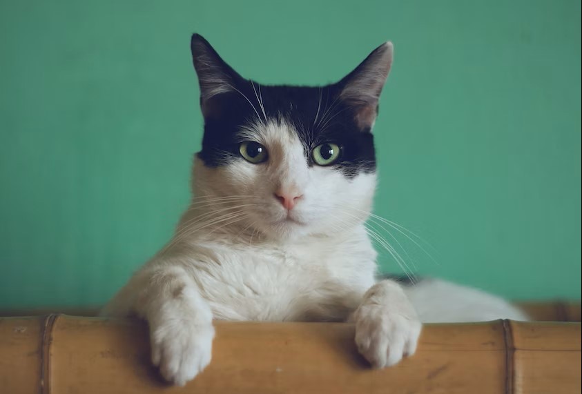 Haarballen bij katten