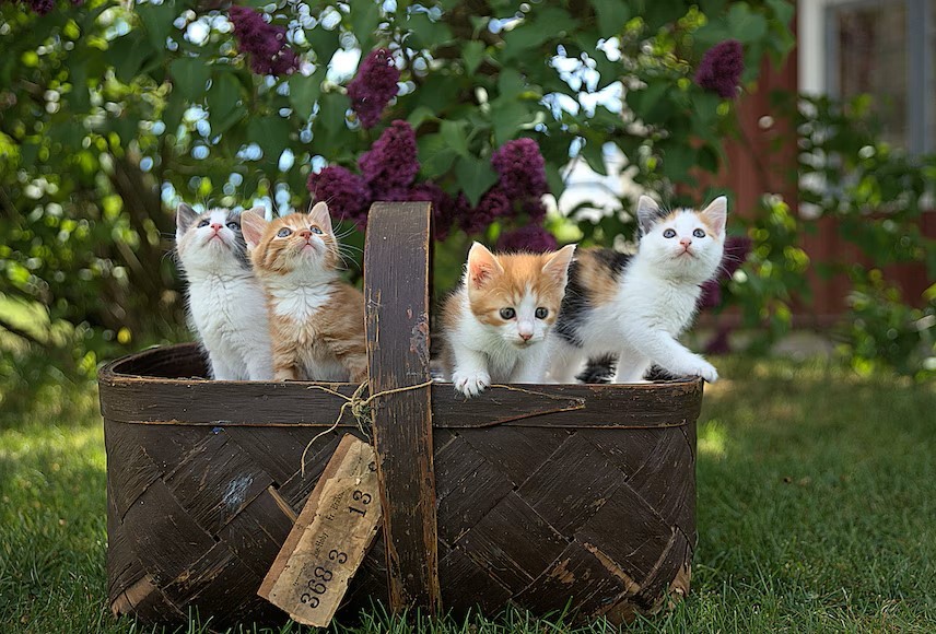 Worminfecties bij katten