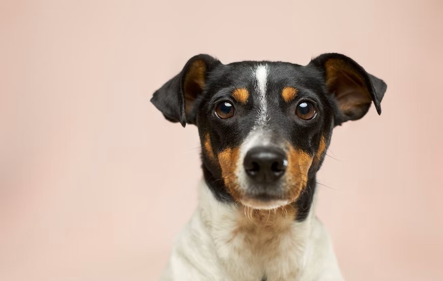 Ontstoken ogen bij de hond