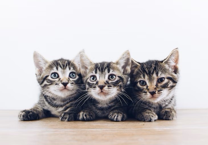 Vlooien en wormen bij kittens